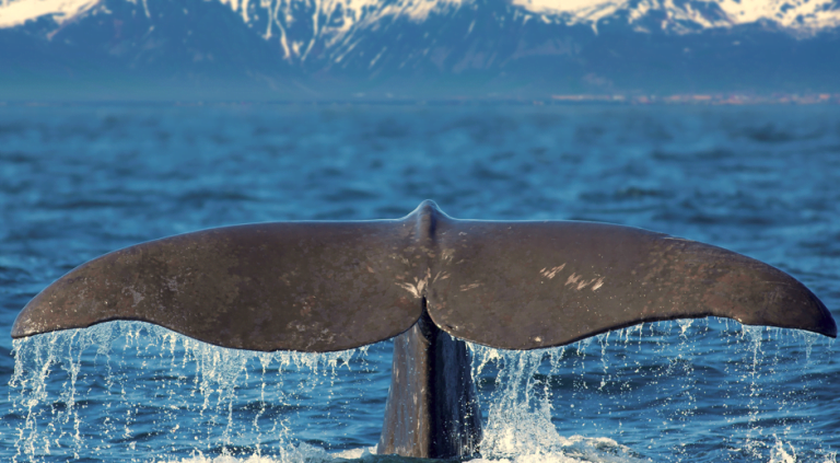 Patologista acha pedra rara de R$ 2,6 mi em intestino de baleia na Espanha