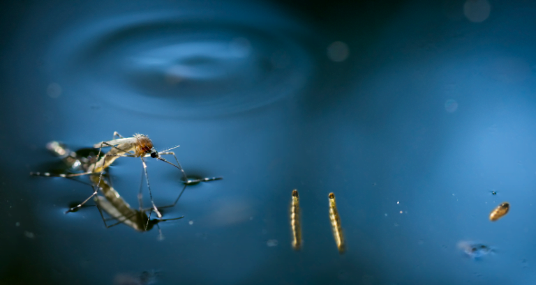 Taubaté registra aumento dos casos de dengue