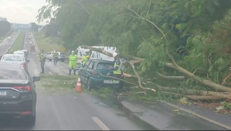 Volta do carnaval: Queda de árvore na Anhanguera interdita parte da pista. Momentos depois engavetamento envolve sete veículos
