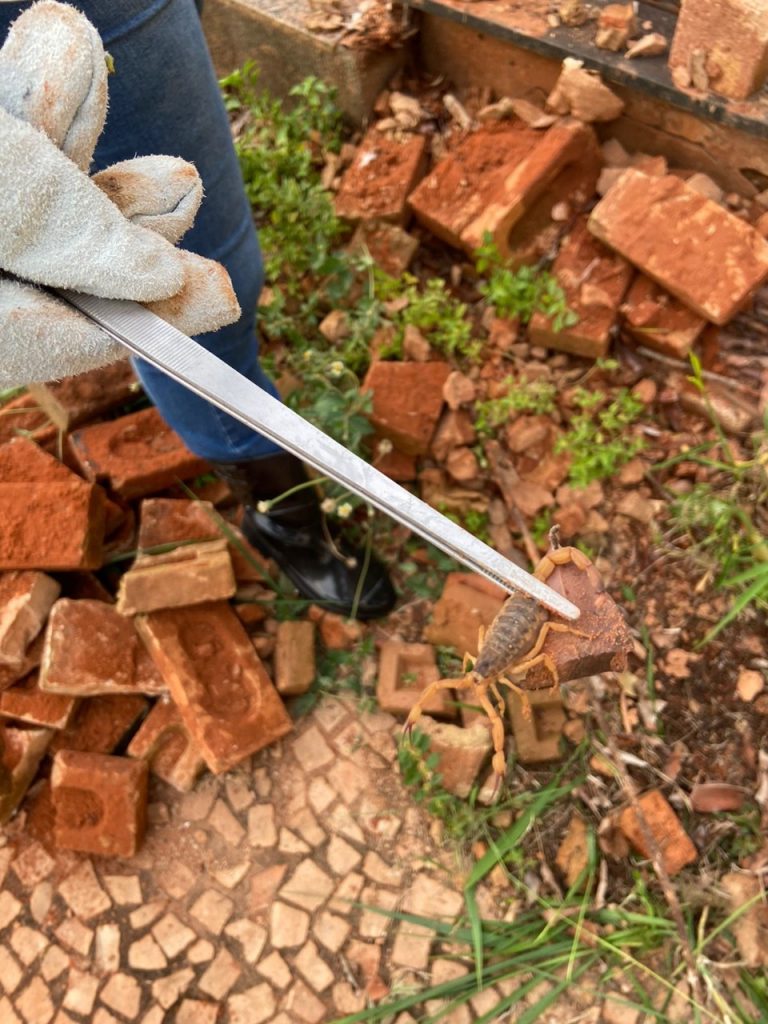 Saúde atua no controle de escorpiões em cemitério da Saudade