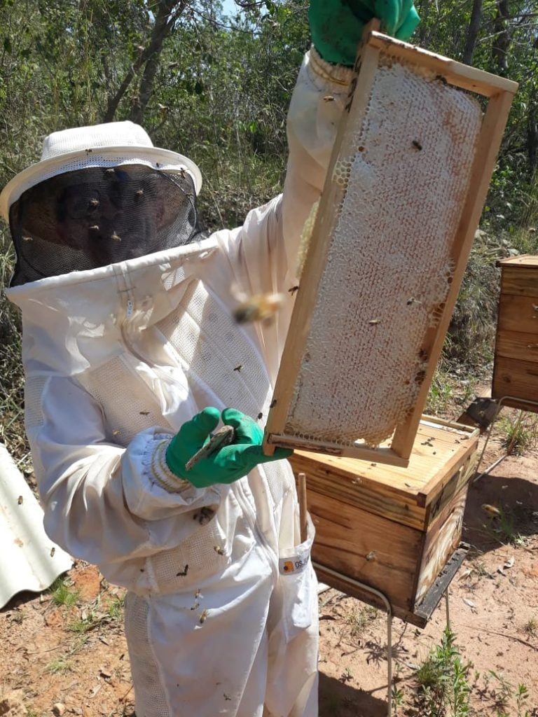 Programa gratuito de apicultura está com inscrições abertas