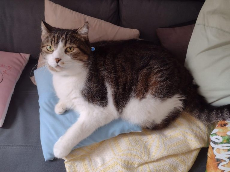 Gato desaparece em voo de Salvador para Buenos Aires