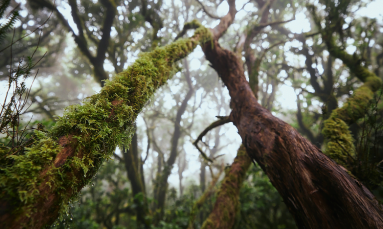 Água de boa qualidade é raridade na Mata Atlântica