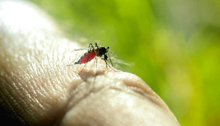 Goiânia lidera ranking da dengue no Brasil com aumento de 1.544% no número de casos