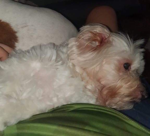 onix cachorro instagram