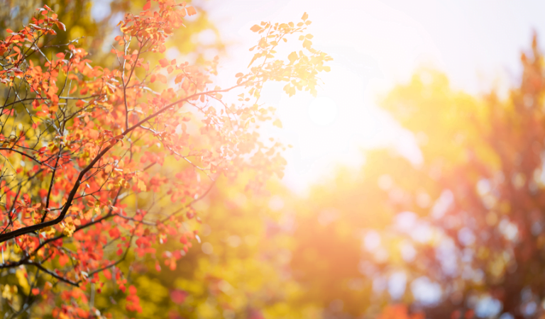 O Outono é sempre igual?