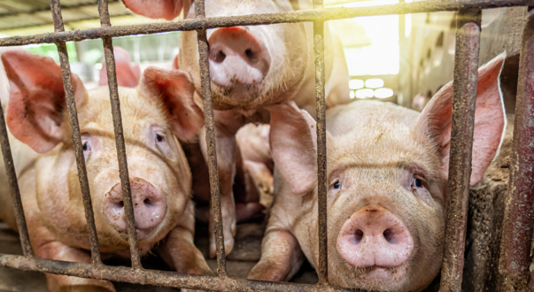 Com custos em alta, produtores de ovos e suínos optam por reduzir a oferta