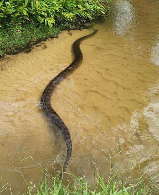 Cobra de seis metros é capturada e solta em área selvagem da região