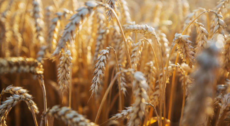 Mega-Sena sorteia neste sábado prêmio estimado de R$ 60 milhões