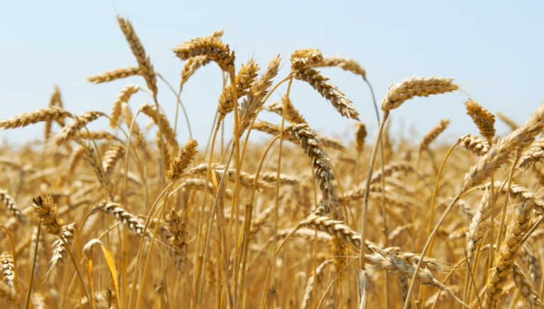 Produtos à base de farinha de trigo ficarão mais “salgados”, afirma Abimapi