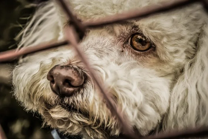 Projeto de lei na Câmara de Araçatuba quer proibir adoção de animais por pessoas condenadas pela Justiça