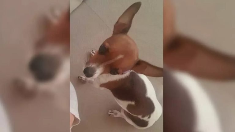 Cadelinha é furtada por casal na zona Oeste de Ribeirão