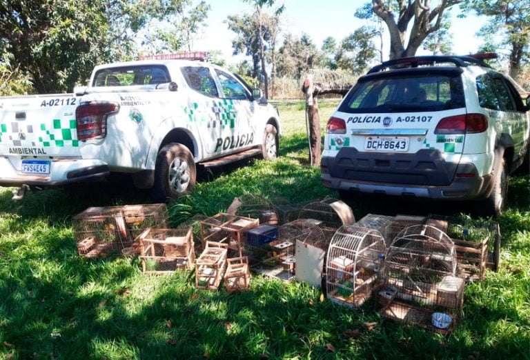 Polícia Ambiental apreende mais de 100 aves em cativeiro em Araçatuba