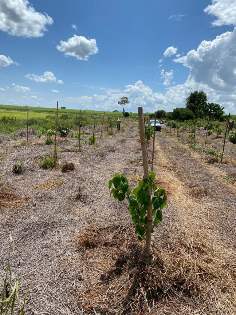 SIRAN apresenta hoje 1ª ação da maior iniciativa de recuperação ambiental em APP do Estado de São Paulo