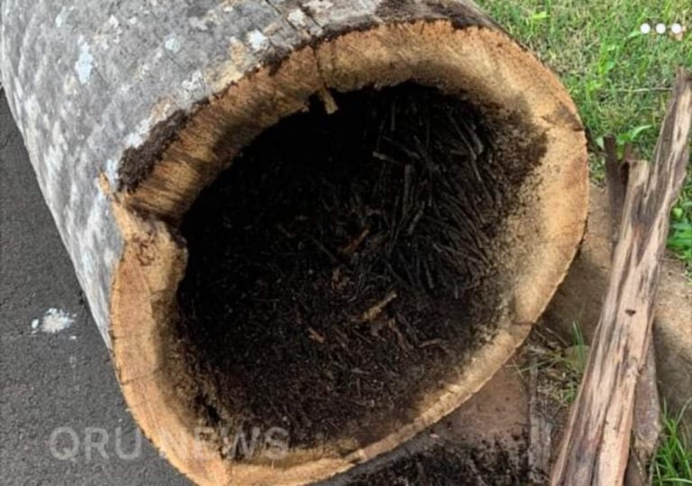 Bombeiro sofre queda de uma árvore, quando fazia a poda