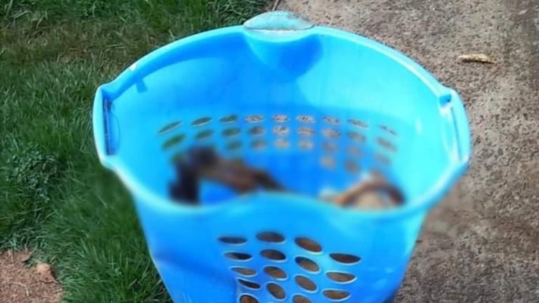 Homem mata cadelinha para magoar ex-mulher e acaba em cana em Ribeirão