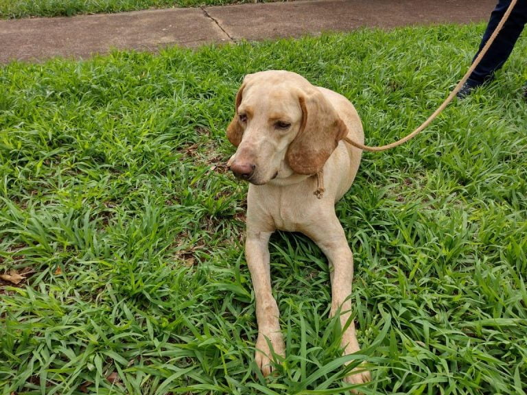 Divisão de Bem-estar Animal está com inscrições abertas para castrações