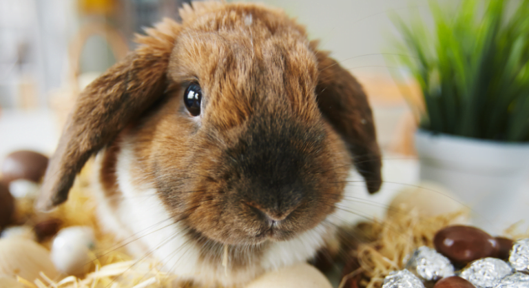 Viagens de Páscoa com chocolate, experiências e ovos especiais