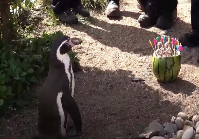 Pinguim mais velho do mundo ganha festa de aniversário em Zoo na Inglaterra