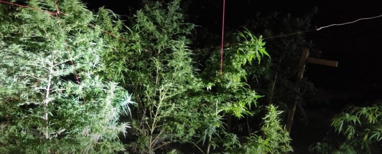Quintal criminoso: Polícia Militar prende chileno que mantinha plantação de maconha em casa