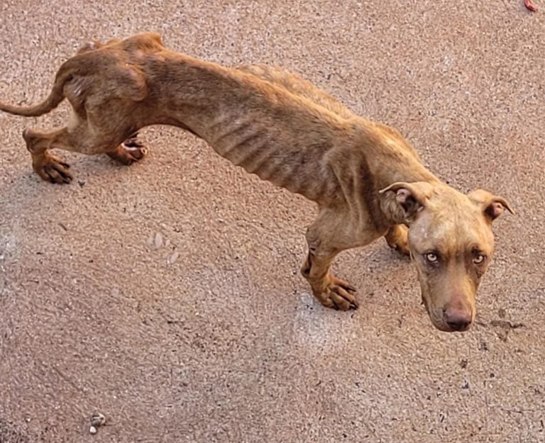 Maus-tratos com cães chegam ao extremo numa residência em Sertãozinho