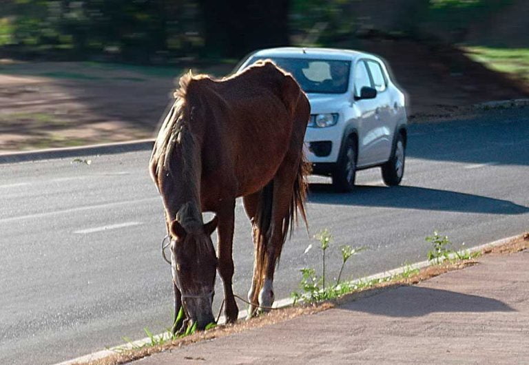 Animais soltos em rodovias preocupam vereadores de Araçatuba