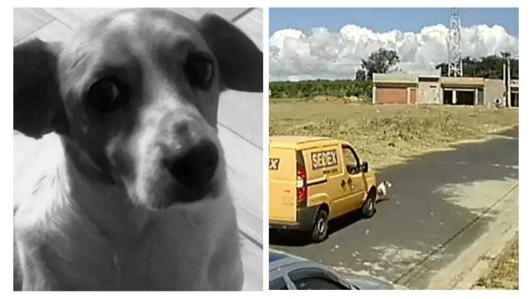 Tragédia animal: Correios apuram atropelamento de cão em Pedregulho