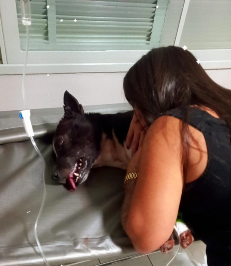 Casal preso por matar cachorro é solto em audiência de custódia