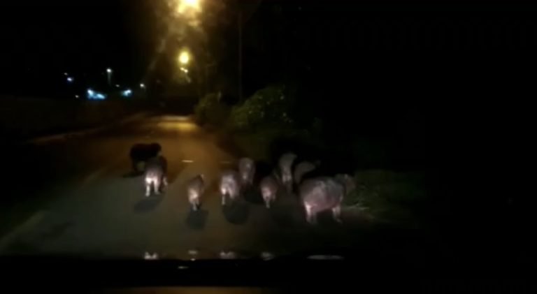 Capivaras são fotografadas durante um ‘passeio’ pelas ruas de Ribeirão Preto