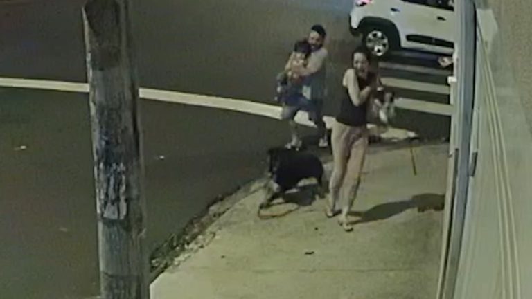 Polícia investiga dono de Rottweiler que saltou de carro e atacou mulher