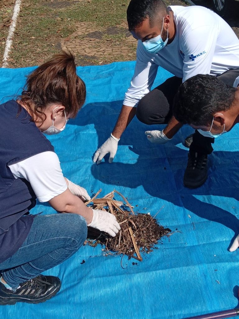 Araçatuba faz ação para diminuir infestação do bicho barbeiro