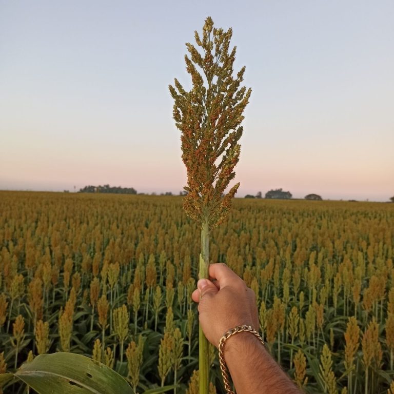Birigui está entre os três maiores produtores de sorgo do Estado de São Paulo, diz IBGE