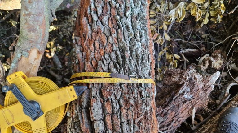 Corte ilegal de árvores gera multa de R$ 300 mil a uma fazenda em Itirapina-SP