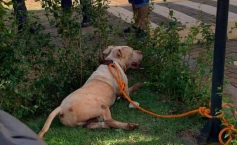 Ataque de dois pitbulls faz três vítimas em Bonfim Paulista