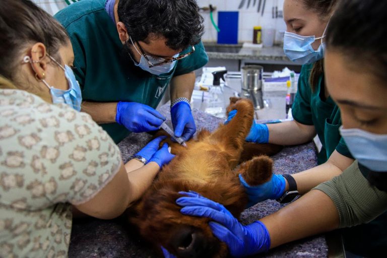 Bosque Fábio Barreto vacina macacos para prevenir contra vírus da febre amarela