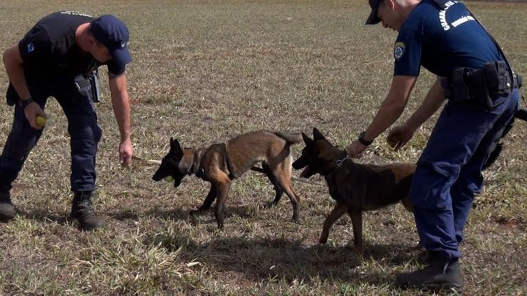 Vídeo: Filhotes iniciam treinamento no canil da GCM em Ribeirão Preto