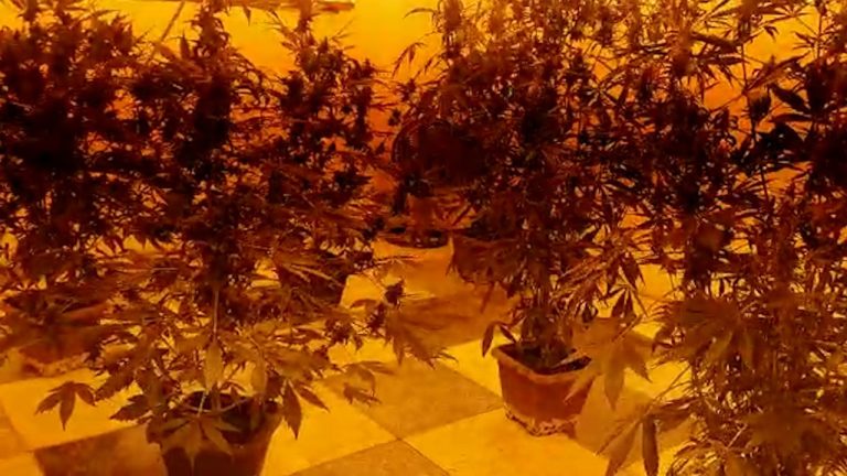 Vídeo: Polícia encontra plantação de maconha em chácara na região