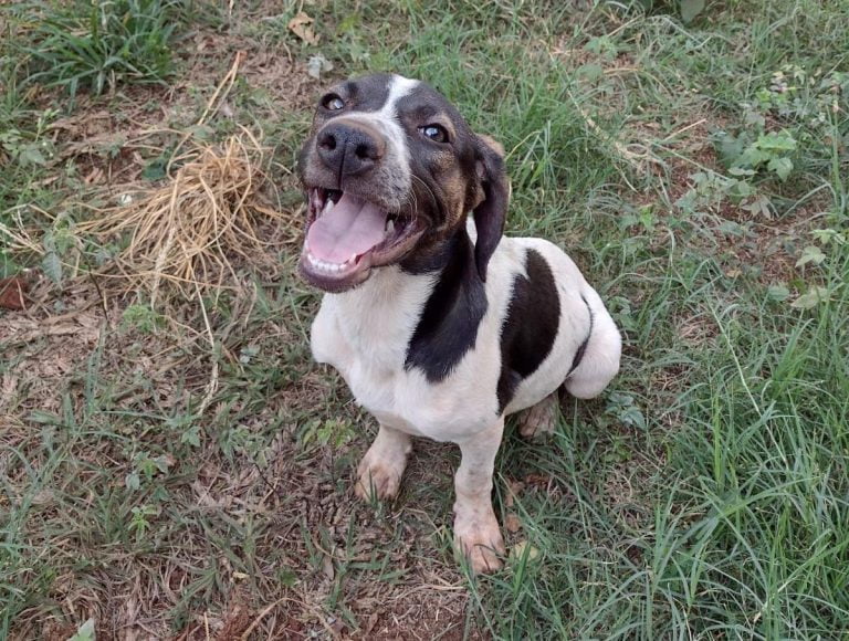 Ribeirão Preto vai castrar 1.361 animais domésticos