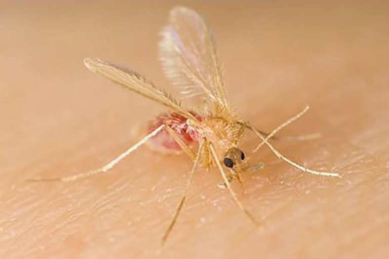 Você sabe o que é Leishmaniose Visceral? Secretaria da Saúde promove semana de prevenção da doença