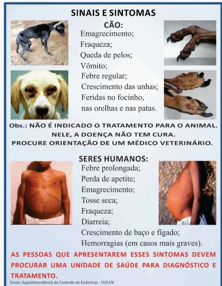 Leishmaniose Visceral Canina: Sintomas E Tratamento. – MSQVWU