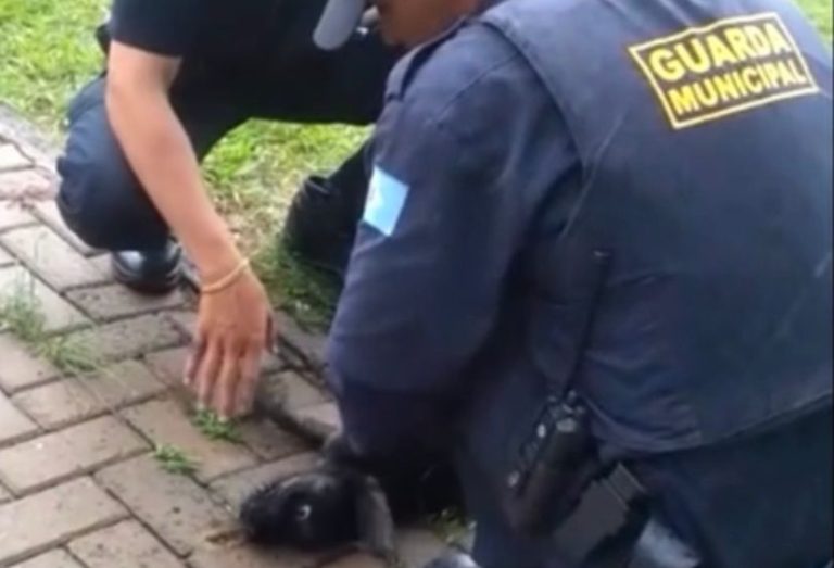 Vídeo | Ação de GMs salva a vida de cão após animal infartar