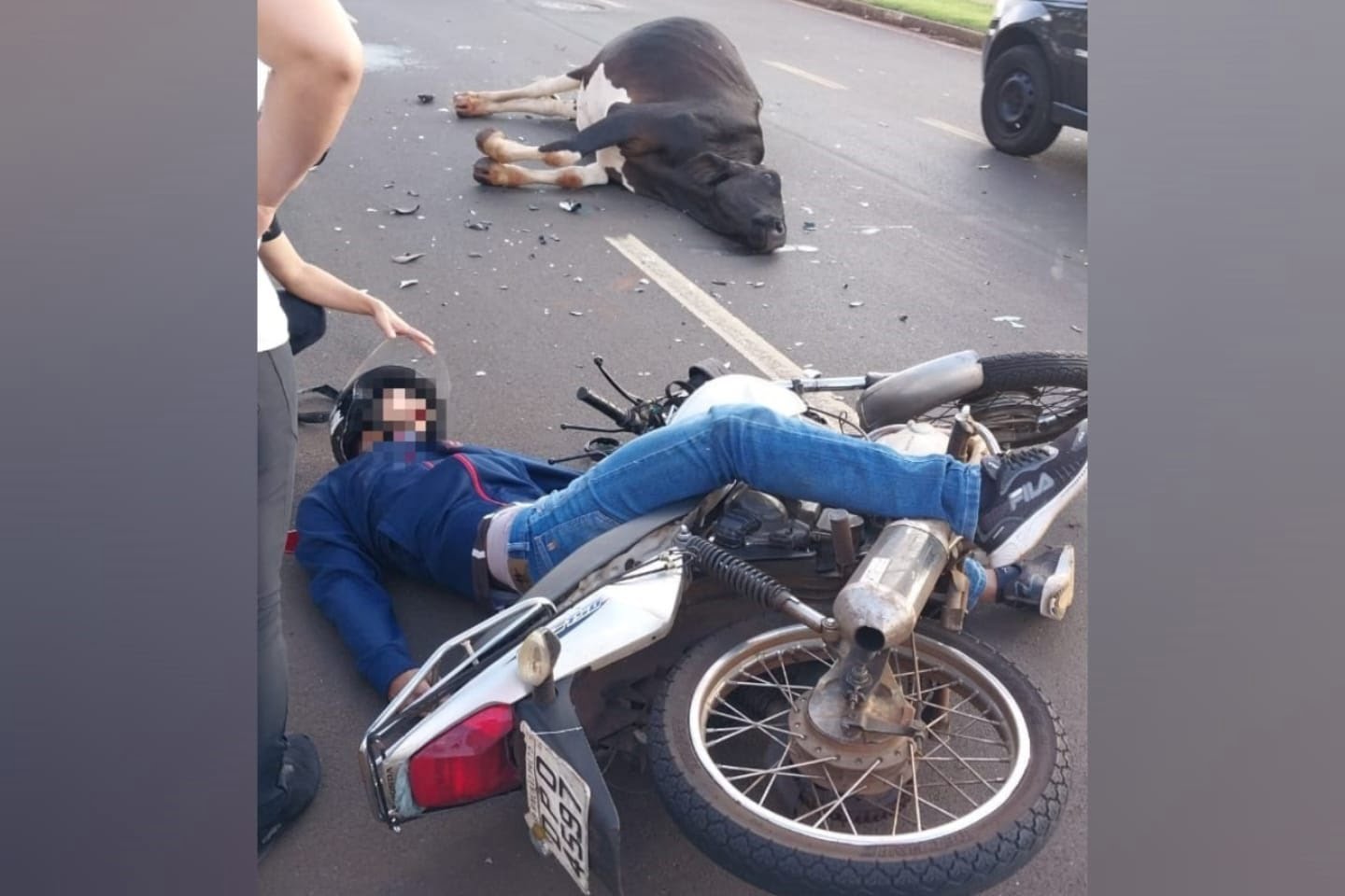 acidente com animal solto