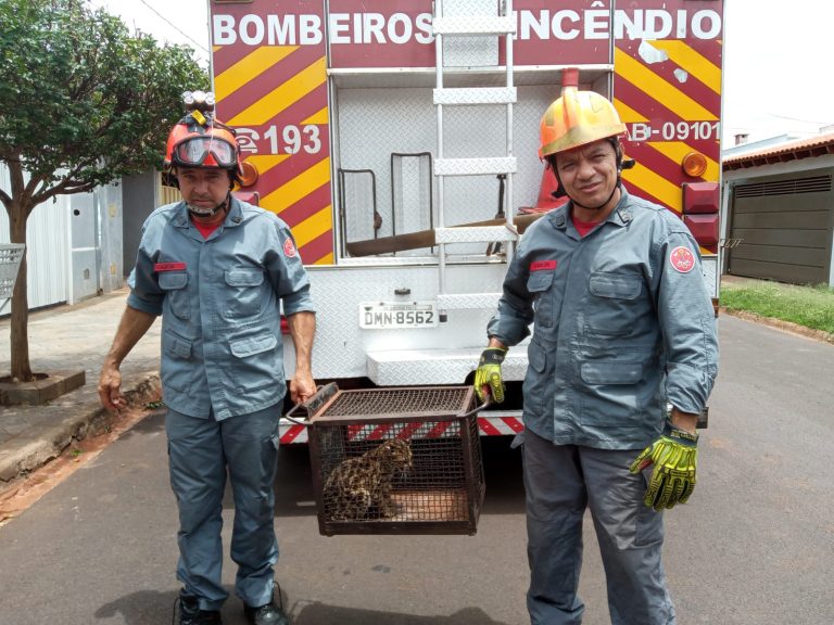 Susto: Filhote de jaguatirica aparece numa casa no Parque dos Servidores