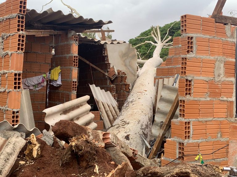 Queda de árvore deixa feridos no Jardim Aeroporto