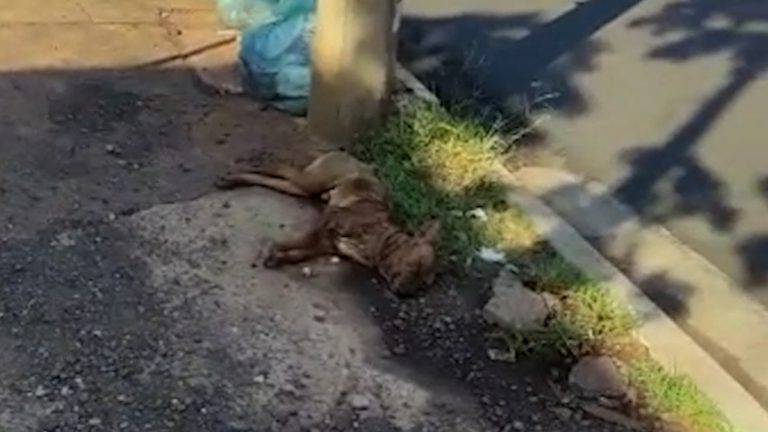 Cãozinho com o corpo coberto de creolina e gasolina agoniza na avenida da Saudade . Veja o vídeo