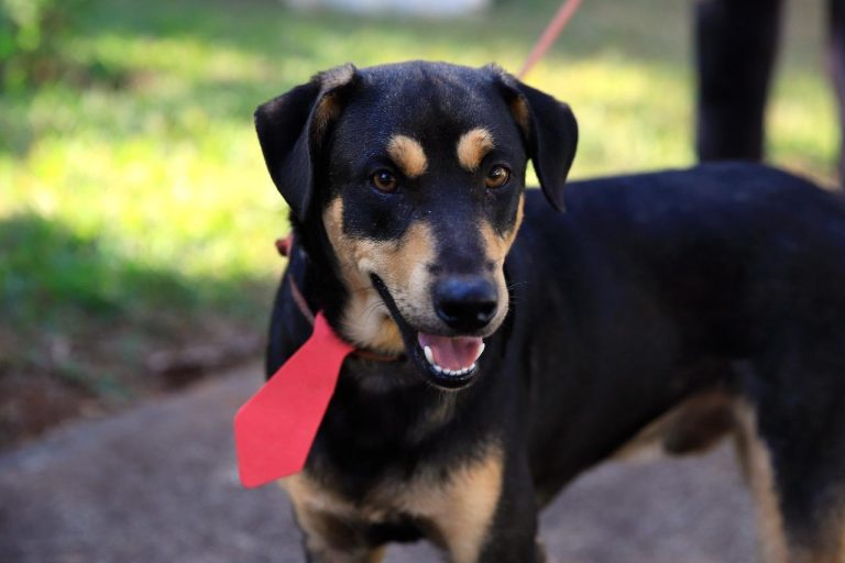 Sábado é dia de adoção de cachorros e gatos em Ribeirão