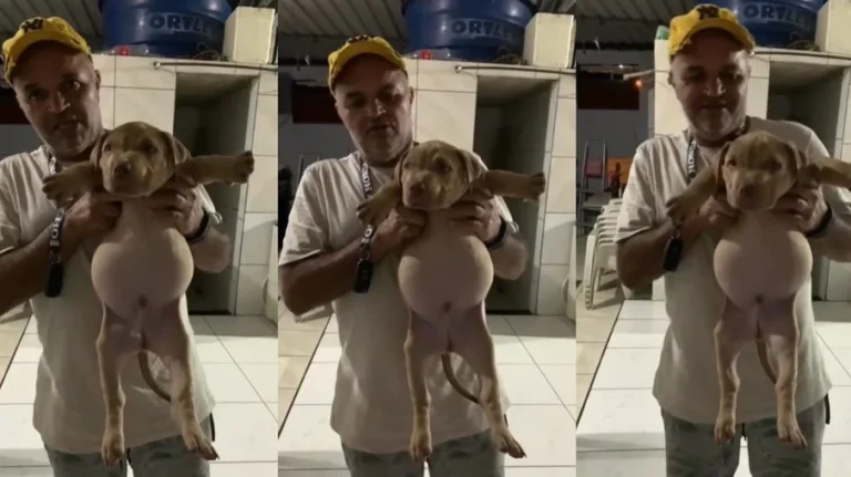 Filhote ‘furta’ saco de ração, come muito e fica ‘barrigudinho’