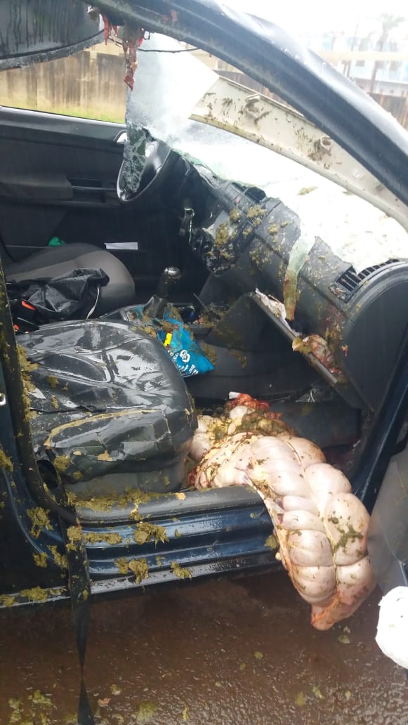 Cavalo solto na pista causa acidente na região de Ribeirão Preto