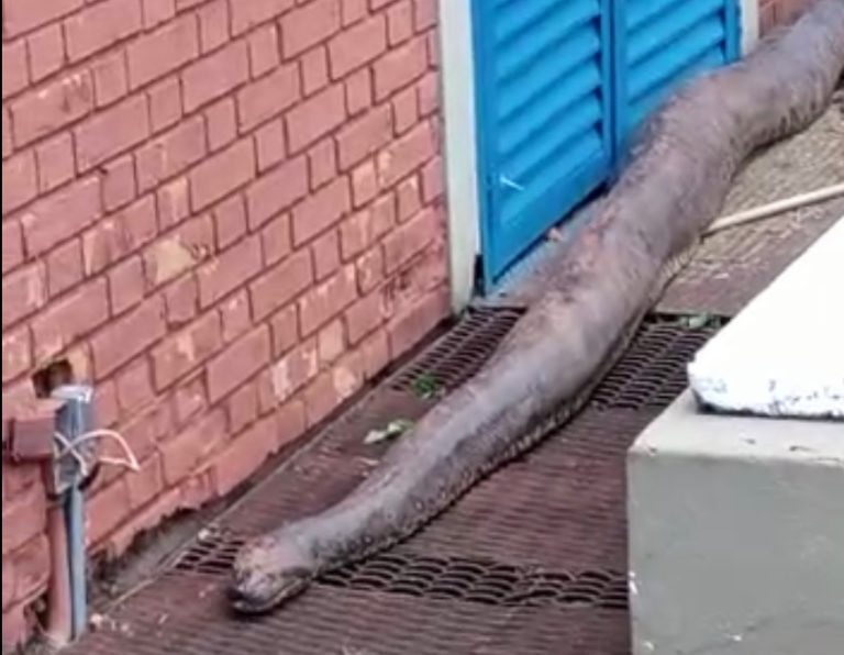 Vídeo | Sucuri gigante é vista em empresa de produtos agrícolas e caso viraliza