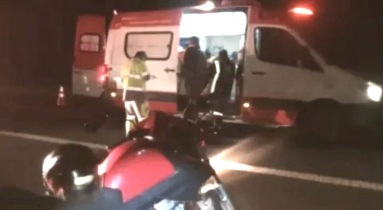 Jaguatirica morre e motociclista fica gravemente ferido após atropelamento em rodovia da região